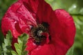 Macro shot of a bright red poppy in the sun Royalty Free Stock Photo
