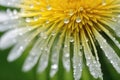 A macro shot of a bright yellow dandelion flower with dew drops Royalty Free Stock Photo