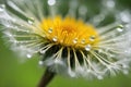 A macro shot of a bright yellow dandelion flower with dew drops Royalty Free Stock Photo