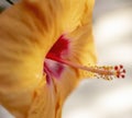 Macro shot of a bright yellow hibiscus flower Royalty Free Stock Photo