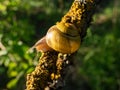 The white-lipped snail or garden banded snail (Cepaea hortensis) crawling on a tree branch in Royalty Free Stock Photo