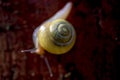 Macro shot of bright yellow snail . The white-lipped snail or garden banded snail (Cepaea hortensis Royalty Free Stock Photo