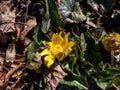 Macro shot of the bright yellow spring-flowering flower Ranunculus Kotchii `Lemonade` with narrow petals among green leaves in Royalty Free Stock Photo