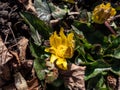 Bright yellow spring-flowering flower Ranunculus Kotchii \'Lemonade\' with narrow petals among green leaves in Royalty Free Stock Photo