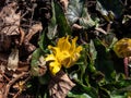 Macro shot of the bright yellow spring-flowering flower Ranunculus Kotchii \'Lemonade\' with narrow petals Royalty Free Stock Photo