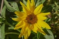 Macro shot of a bright yellow sunflower helianthus annuus Royalty Free Stock Photo