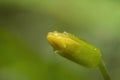 Macro shot bright yellow tiny flower bud close-up picture Royalty Free Stock Photo