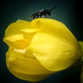 Macro shot of a bright yellow tulip flower with an insect on it Royalty Free Stock Photo