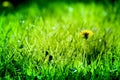 Macro shot of brightly yellow dandelion flowers Royalty Free Stock Photo