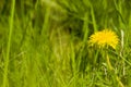 Macro shot of brightly yellow dandelion flowers in the green meadow in countryside in early summer around summer Royalty Free Stock Photo