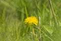 Macro shot of brightly yellow dandelion flowers in the green meadow in countryside in early summer around summer Royalty Free Stock Photo