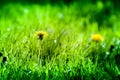 Macro shot of brightly yellow dandelion flowers Royalty Free Stock Photo