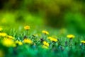 Macro shot of brightly yellow dandelion flowers Royalty Free Stock Photo