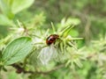 Macro shot of broad-shouldered leaf beetle Gonioctena viminalis walking on a green leaf Royalty Free Stock Photo
