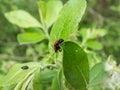 Macro shot of broad-shouldered leaf beetle Gonioctena viminalis walking on a green leaf Royalty Free Stock Photo
