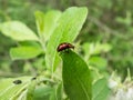 Macro shot of broad-shouldered leaf beetle Gonioctena viminalis walking on a green leaf Royalty Free Stock Photo