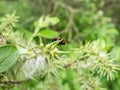 Macro shot of broad-shouldered leaf beetle Gonioctena viminalis walking on a green leaf Royalty Free Stock Photo