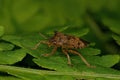 Macro shot of bronze shieldbug (troilus luridus) on green leaf