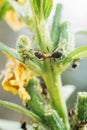 Macro shot of a brown ant on the stem of a green plant that cares for aphids Royalty Free Stock Photo