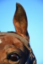 Macro shot of a brown horse's left eye and ear against a blue sky Royalty Free Stock Photo