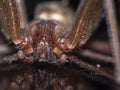 Macro shot of a Brown recluse spider Royalty Free Stock Photo