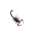 Brown Scorpion in white background.