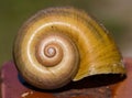 Macro shot of a brown spiral snail shell Royalty Free Stock Photo