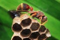 Macro shot of brown wasp on the nest