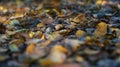 Macro shot of Brown and Yellow Autumn Dead Leaves on the Ground in a Forest Royalty Free Stock Photo