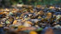 Macro shot of Brown and Yellow Autumn Dead Leaves on the Ground in a Forest Royalty Free Stock Photo