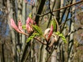 Macro shot of buds of small green and pink leaves and flowers of striped maple, moosewood, moose maple or goosefoot maple Acer