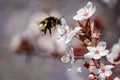 Macro shot of a Buff-tailed bumblebee collecting nectar from white flowers of a plum tree Royalty Free Stock Photo