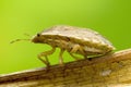 Macro shot of a bug on a dry leaf