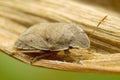 Macro shot of a bug on a dry leaf