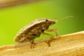 Macro shot of a bug on a dry leaf