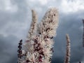 Bugbane (Cimicifuga simplex) \'Atropurpurea\' blooming with spikes of small, fragrant, white flowers in early