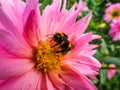 Macro shot of Bumble bee collecting pollen from bright pink garden dahlia blossom in summer Royalty Free Stock Photo