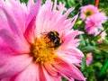 Macro shot of Bumble bee collecting pollen from bright pink garden dahlia blossom in summer Royalty Free Stock Photo