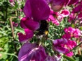 Bumble bee collecting pollen from bright pink sweet pea in summer. Floral and garden scenery Royalty Free Stock Photo