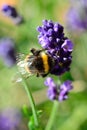 Bumble bee pollinating lavender flowers Royalty Free Stock Photo