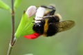 Bumble bee pollinating a hot lips salvia flowers Royalty Free Stock Photo