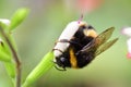 Bumble bee pollinating a hot lips salvia flowers Royalty Free Stock Photo