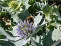 Macro shot of a bumblebee on a blue flower head of Sea holly or seaside eryngo (Eryngium maritimum) Royalty Free Stock Photo