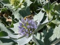 Bumblebee on a blue flower head of Sea holly or seaside eryngo (Eryngium maritimum) - dune plant with rosettes of Royalty Free Stock Photo