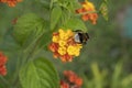 A macro shot of a bumblebee collecting pollen from a a flower Royalty Free Stock Photo