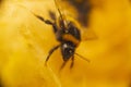 Macro shot of a bumblebee on an orange flower Royalty Free Stock Photo