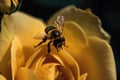 macro shot of bumblebee pollinating rose bloom