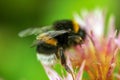 Macro shot of bumblebee in spring. Green backdrop and pink flower Royalty Free Stock Photo