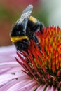 A Macro Shot Of A Bumblebee On Top Of A Pink Coneflower