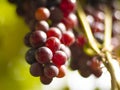 Macro shot of a bunch of grapes with a spider web on the vine Royalty Free Stock Photo